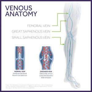 anatomy of veins